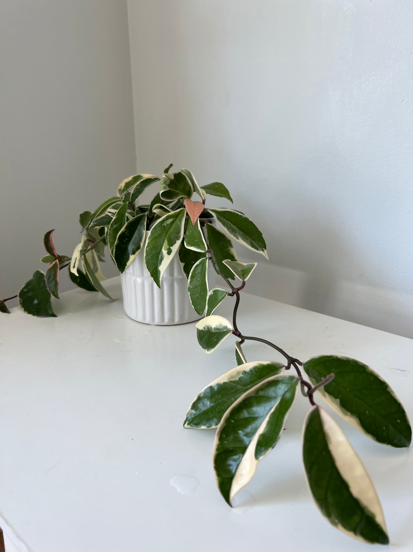 Horizon Bright White Planters