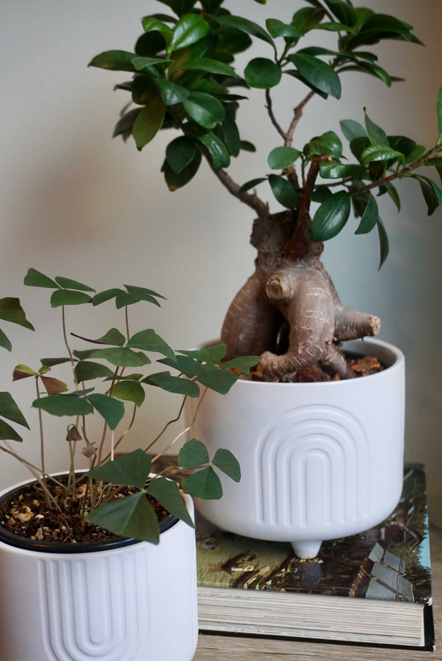 White Rainbow Footed Planter - 4.75" & 6"
