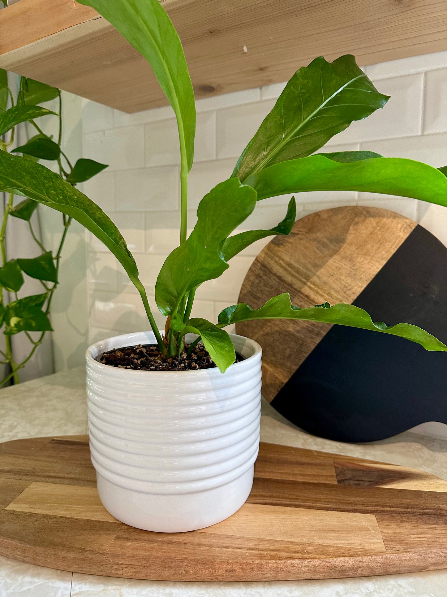 Horizon Bright White Planters