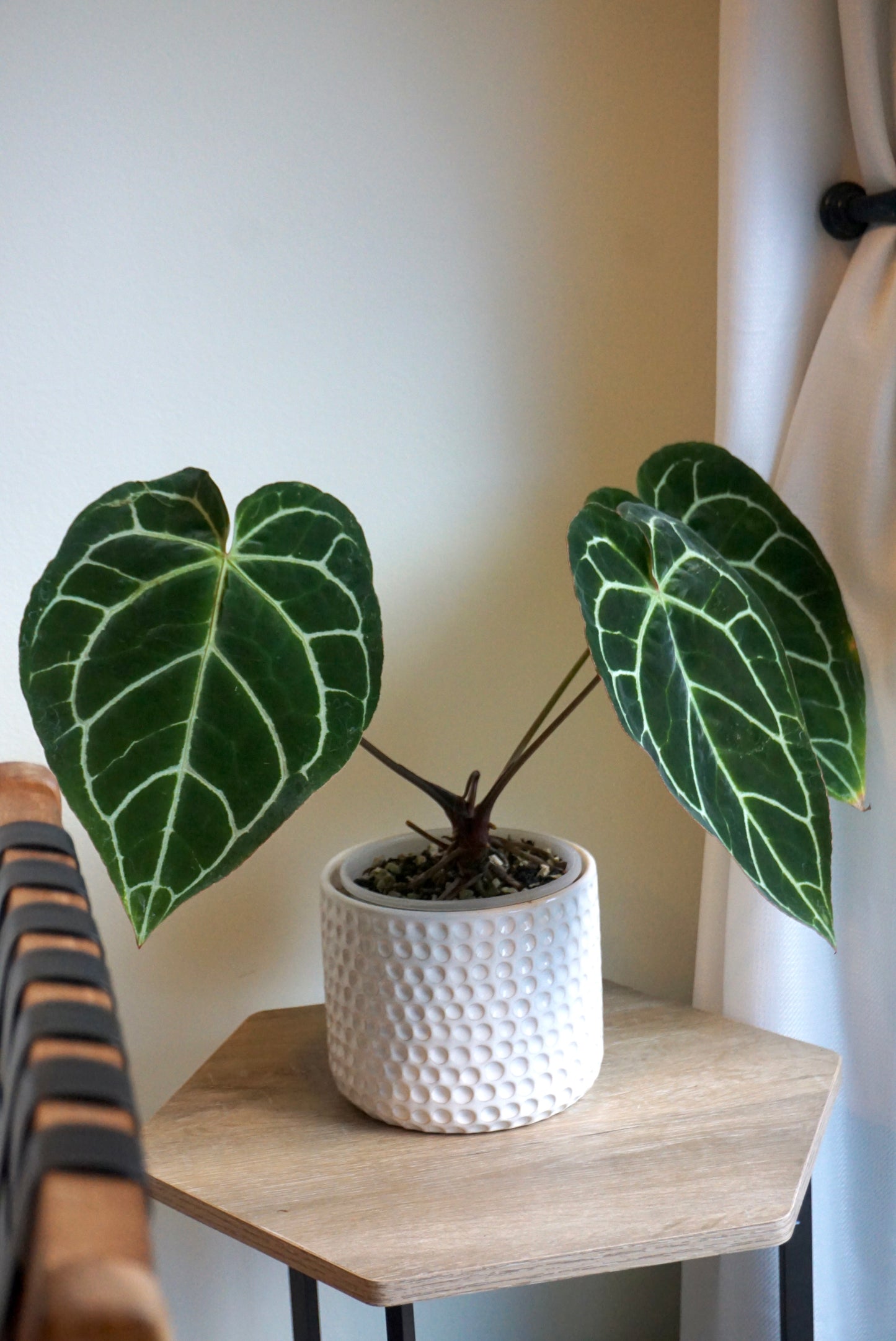 Drulon Ivory Pots (5.5” & 6.7”)