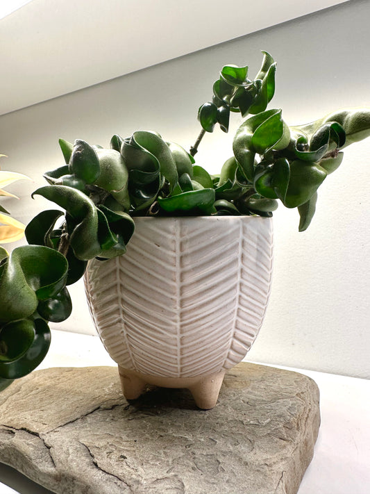 Naia Beige Pots (5.5” & 6.7”)