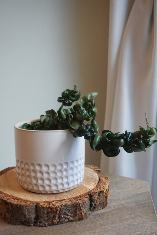 Drulon Ivory Pots (5.5” & 6.7”)