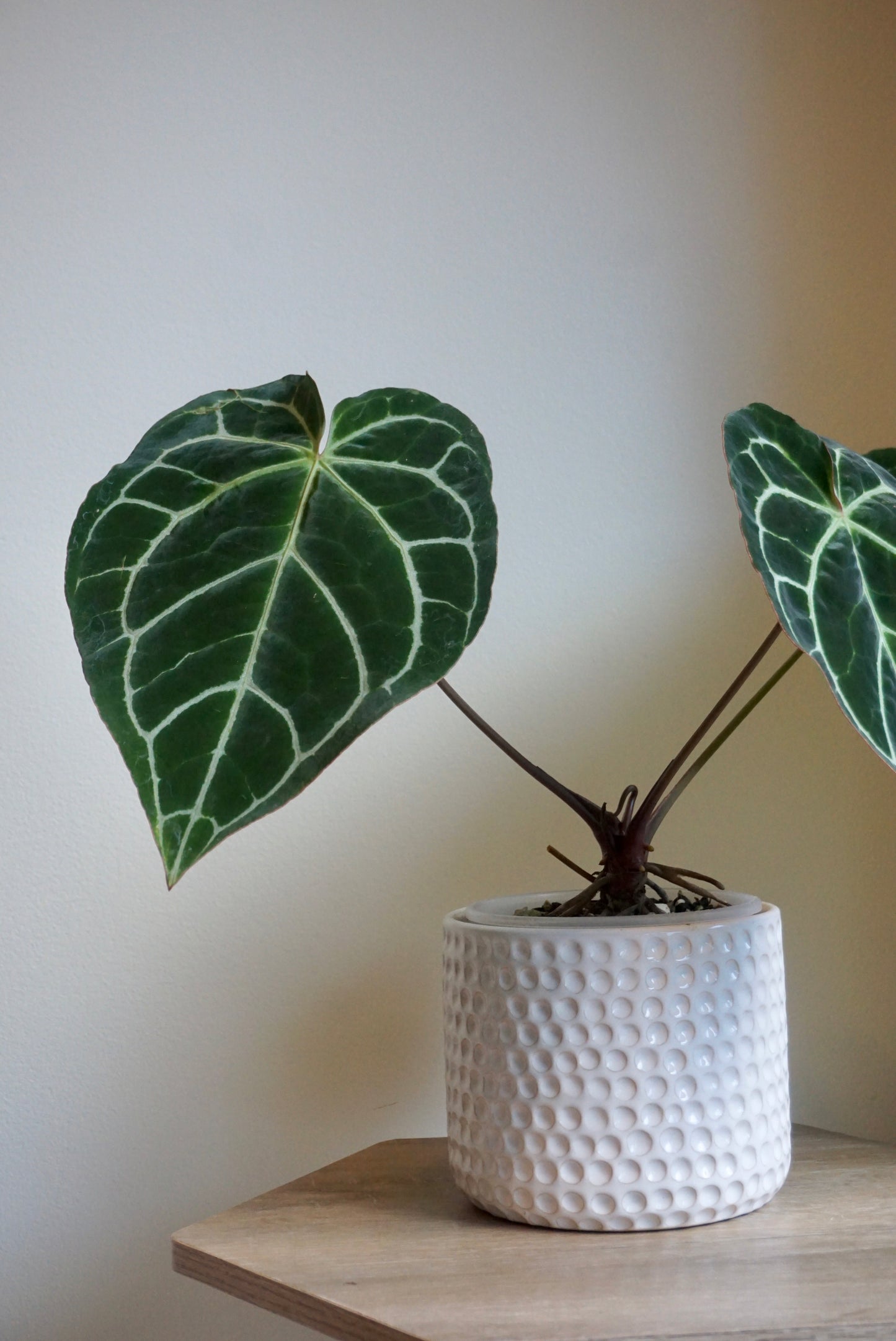 Drulon Ivory Pots (5.5” & 6.7”)