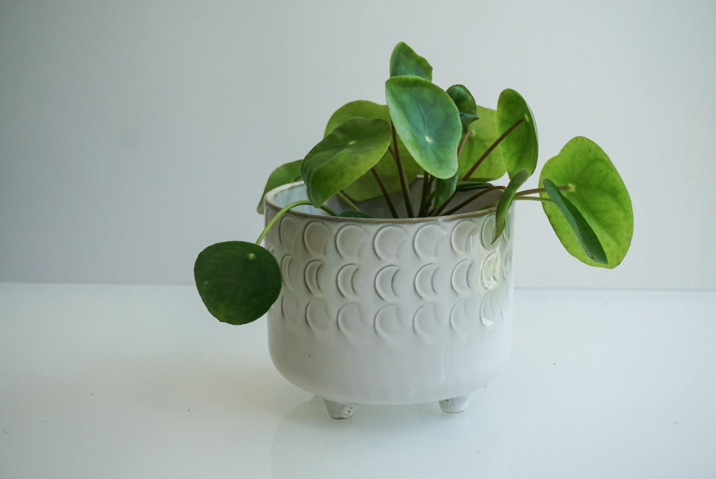 Ivory Moon Phase Footed Planter - 4.75" & 6"