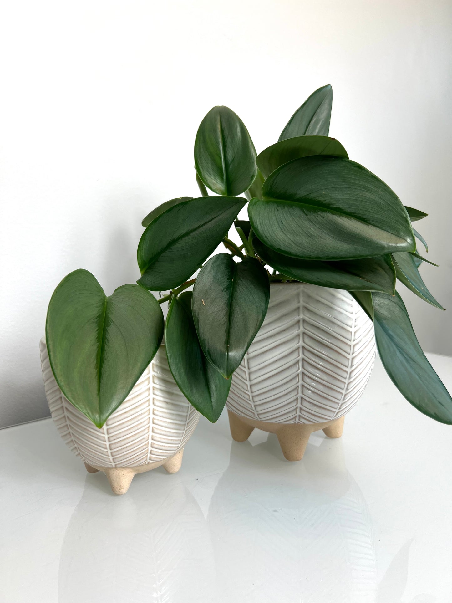 Naia Beige Pots (5.5” & 6.7”)
