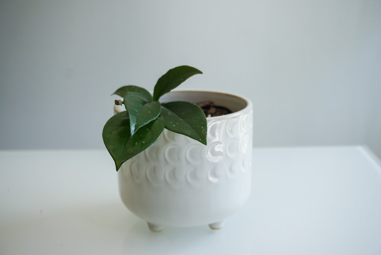 Ivory Moon Phase Footed Planter - 4.75" & 6"